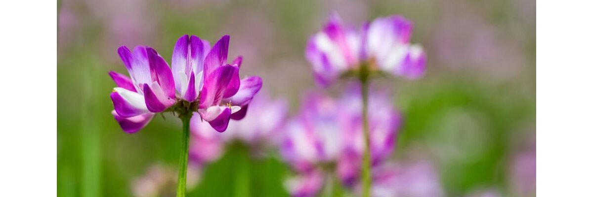 Astragalus die kraftvolle Wurzel aus Fernost - Astragalus eine wichtige Heilpflanze 