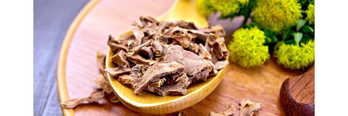 Rhodiola Rosea eine kraftvolle Wurzel  - Rhodiola Rosea Rosenwurz starkes Adaptogen kann bei Stress unterstützen 