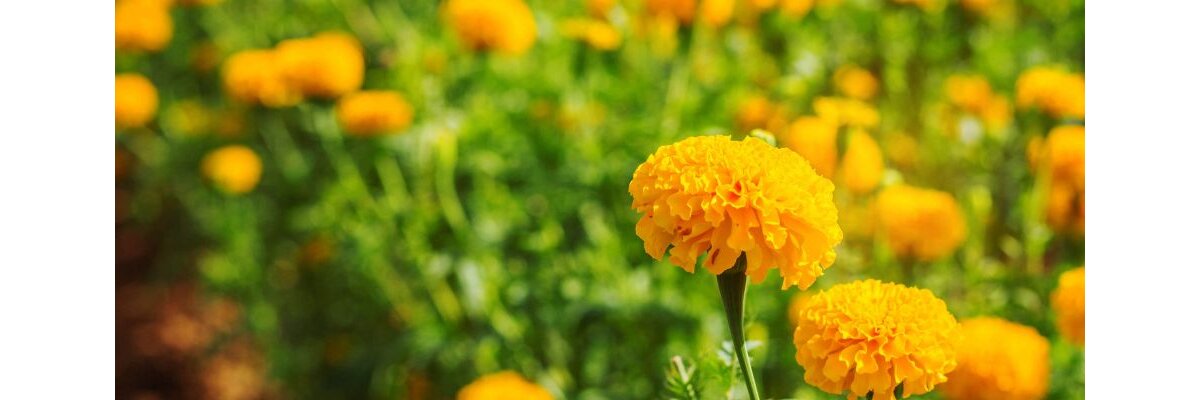 Lutein gewonnen aus dem Extrakt der Tagetes - Lutein ein wichtiges Carotinoid für den Körper 