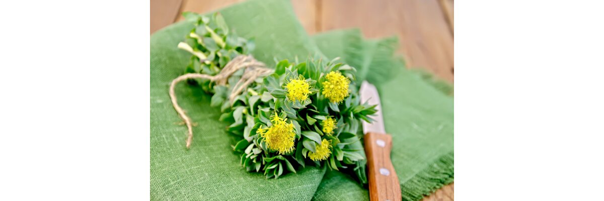  Wissenswertes über Rhodiola - Wissen über Rhodiola