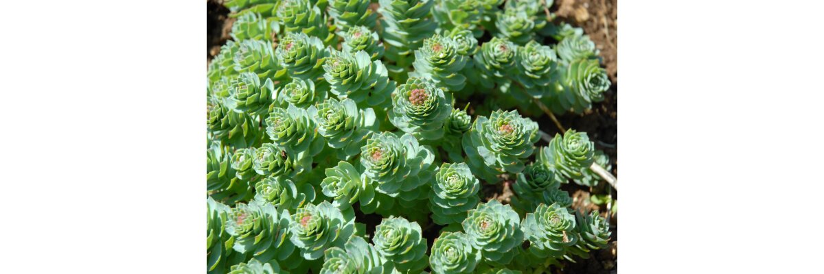 Was Rhodiola Rosea alles kann - Rhodiola kann vieles