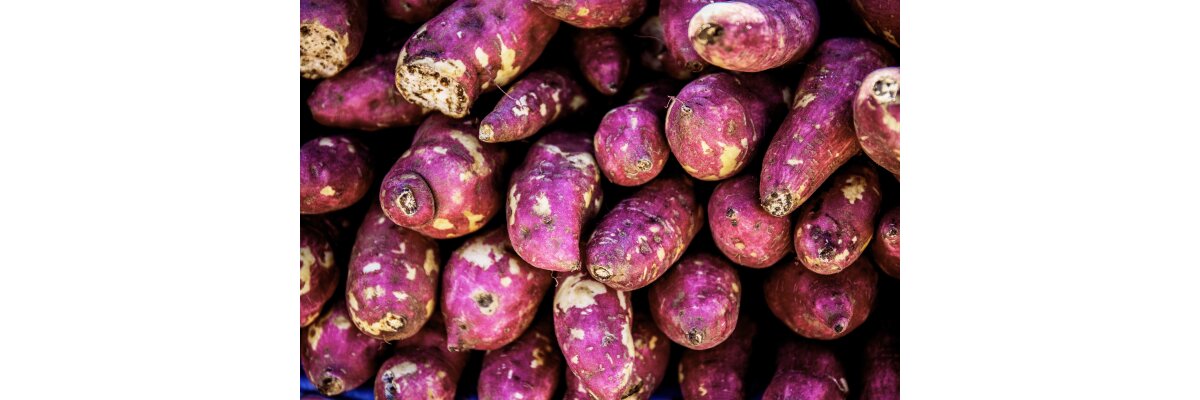 Wild Yam Kapseln - Wenn es schnell gehen muss - Natürliche Stärkung aus der Natur