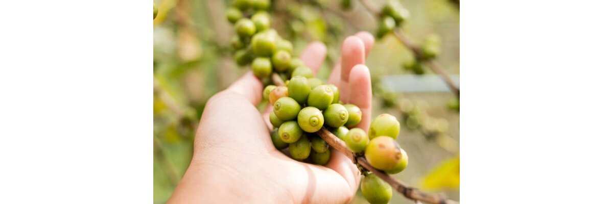 Grüne Kaffee Kapseln in der modernen Ernährung - Grüner Kaffee Kapseln: Stoffwechsel &amp; Verdauung fördern