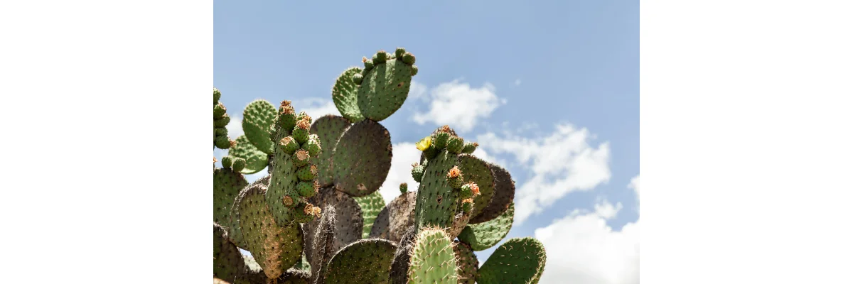 Opuntia – Die vielseitige Kaktusfeige: Geschichte, Nutzen &amp; Herkunft  - Opuntia Kapseln – Premium Kaktusfeige kaufen | Natürlich &amp; rein