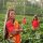 Roter Tee Kapseln